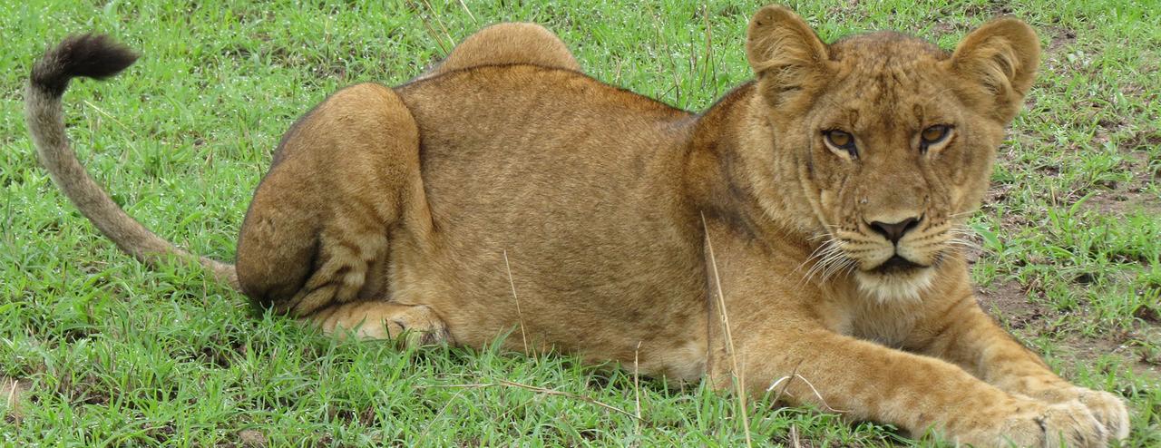 Queen Elizabeth Pvt Lodge Kichwamba Luaran gambar